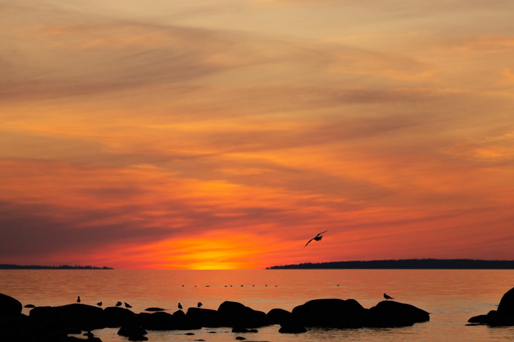 Tidig morgon - Tidig morgon i juli. Våra luftburna  väktare håller på att vakna.