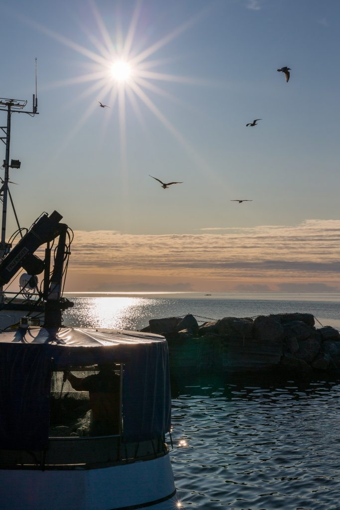 Fisken kommer in, måsarna samlas