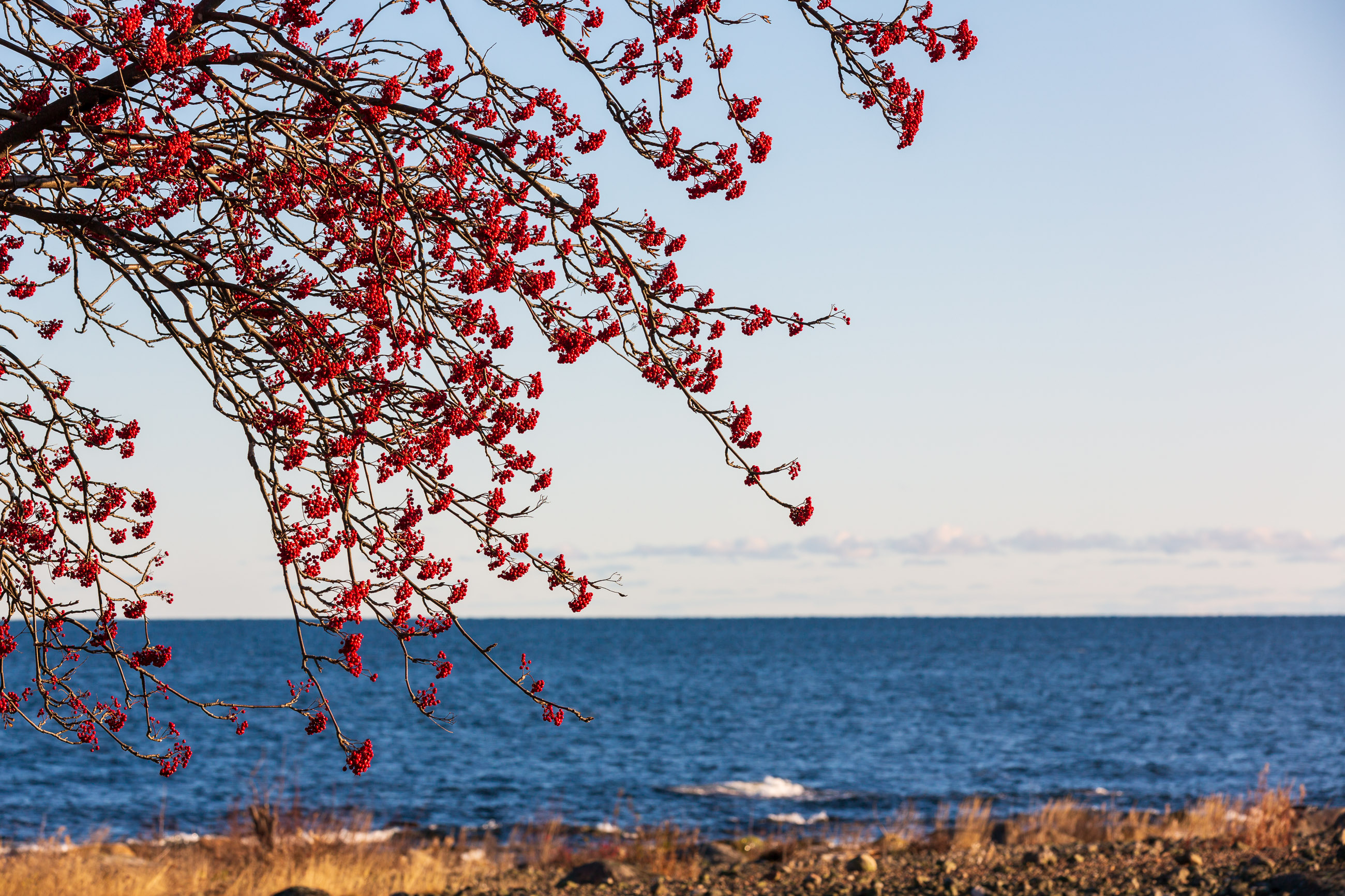 Rönnskärs samfällighet