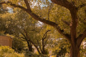 unpaved walkway in the garden park